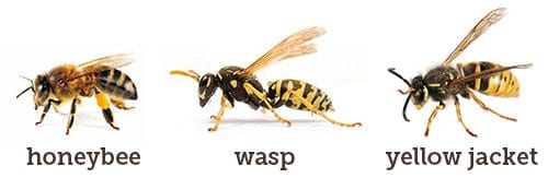 Bee vs Wasp