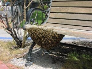 Bee swarm