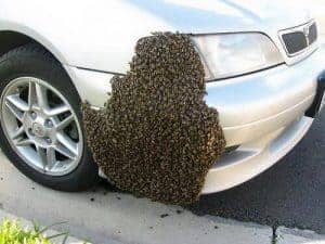Bee swarm