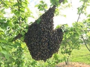 Bee swarm