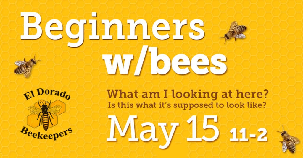 beginners with bees shared link 1200x627