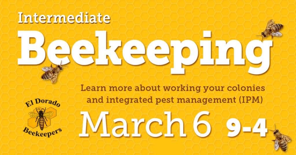intermediate beekeeping shared link 1200x627