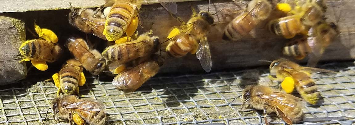 pollen laden bees