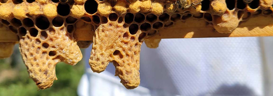 swarm cells