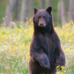 bear