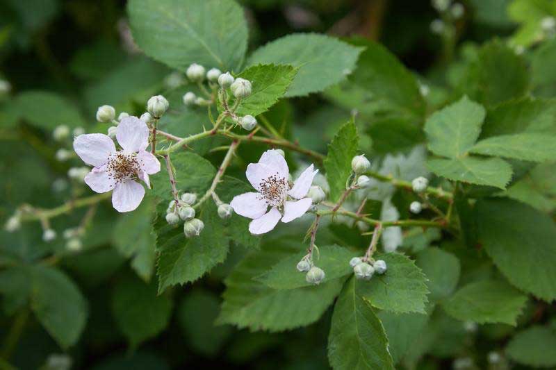 blackberry blossoms