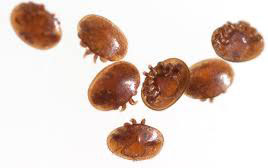 varroa