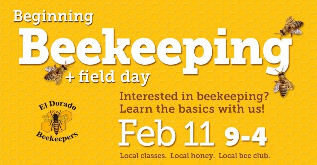 beginner beek
