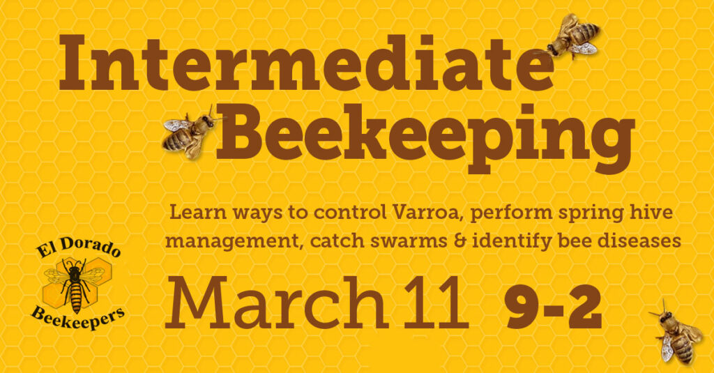 intermediate beekeeping 2023
